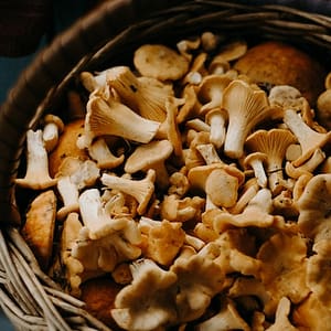 Best Magic Mushroom Strains