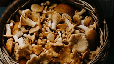 Best Magic Mushroom Strains