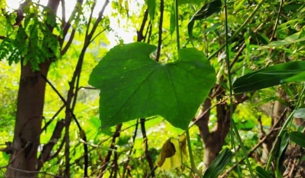 9 Best health benefits of Giloy